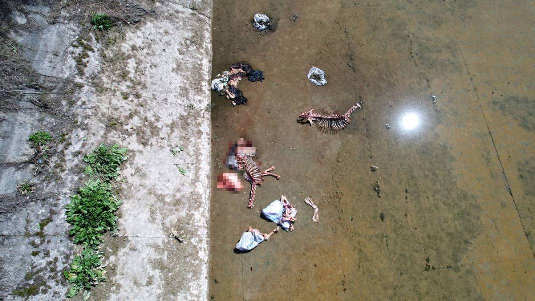 Derisini yüzüp sulama kanalına attılar! O kentte dehşete düşüren görüntüler 7